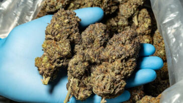 Mellow Microdosing: Choosing the Best Cannabis Strains
