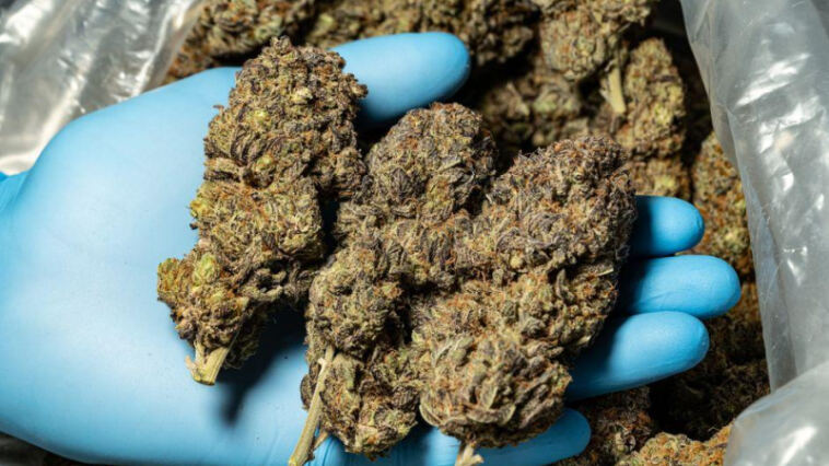 Mellow Microdosing: Choosing the Best Cannabis Strains