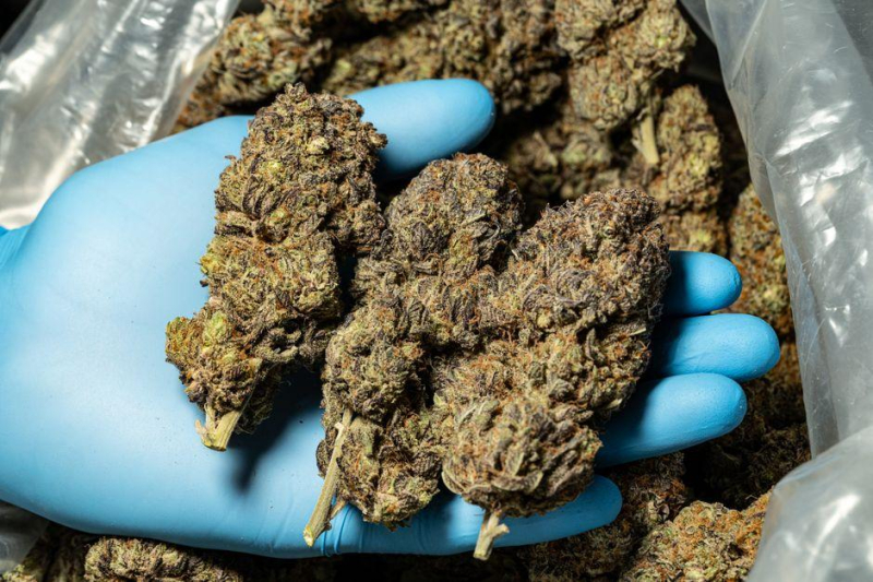 Mellow Microdosing: Choosing the Best Cannabis Strains