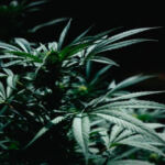 High Times: Top Weed Hotspots Across the Globe