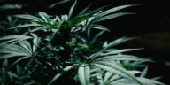 High Times: Top Weed Hotspots Across the Globe