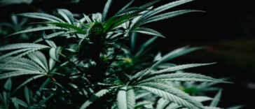 High Times: Top Weed Hotspots Across the Globe