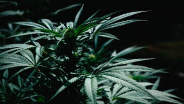 High Times: Top Weed Hotspots Across the Globe