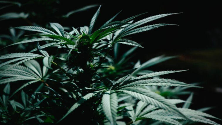 High Times: Top Weed Hotspots Across the Globe