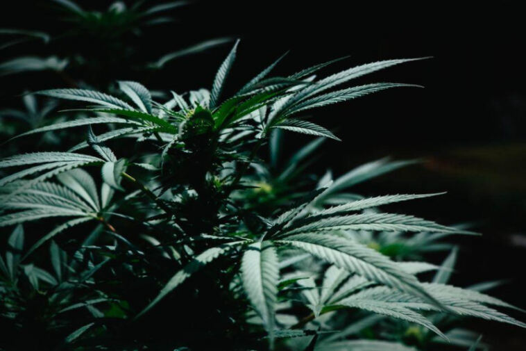 High Times: Top Weed Hotspots Across the Globe