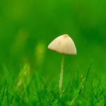 Rare Gems: Ideal Strains for Micro-Scale Cultivators
