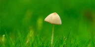 Rare Gems: Ideal Strains for Micro-Scale Cultivators