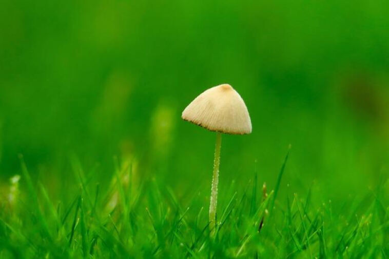 Rare Gems: Ideal Strains for Micro-Scale Cultivators