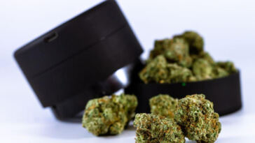 Creative Canvas: Top Strains for Artistic Inspiration