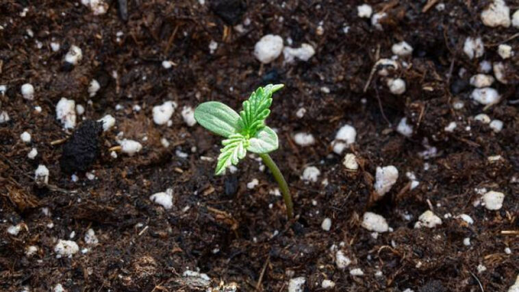 The Battle of Sleep: THC vs CBD
