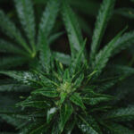 Cultivating Cannabidiol: A Guide to Growing High-CBD Strains