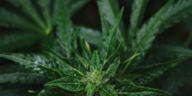 Cultivating Cannabidiol: A Guide to Growing High-CBD Strains