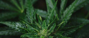 Cultivating Cannabidiol: A Guide to Growing High-CBD Strains