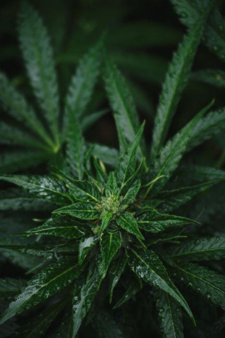 Cultivating Cannabidiol: A Guide to Growing High-CBD Strains