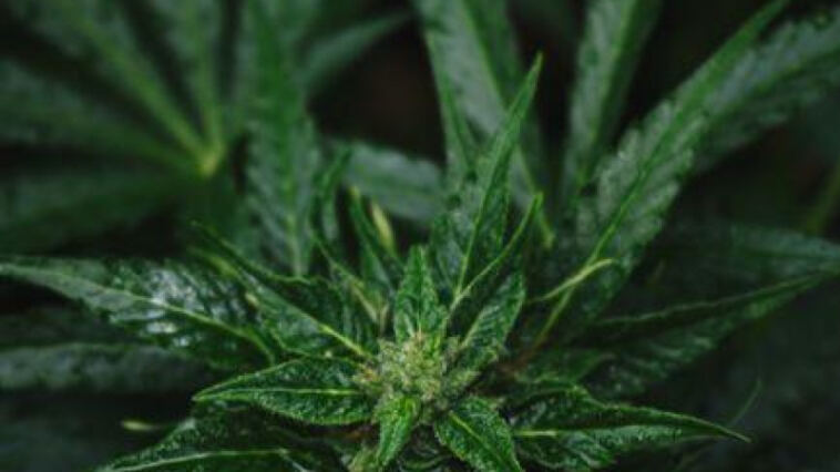 Cultivating Cannabidiol: A Guide to Growing High-CBD Strains
