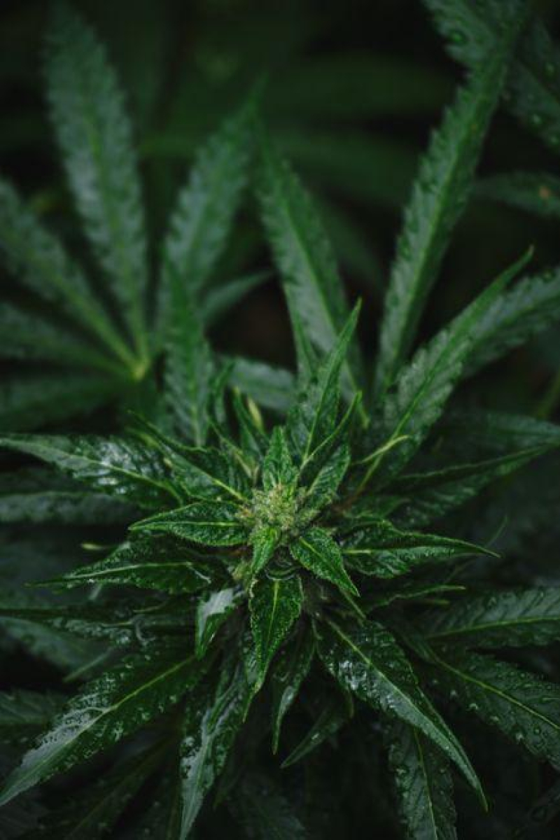 Cultivating Cannabidiol: A Guide to Growing High-CBD Strains