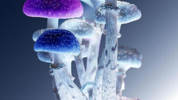 The Synergistic Effects of Microdosing Cannabis with Psilocybin