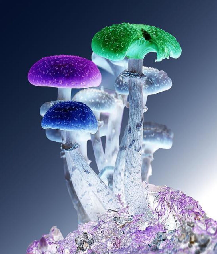 The Synergistic Effects of Microdosing Cannabis with Psilocybin