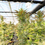 Cannabis: Cultivating Female Empowerment