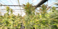 Cannabis: Cultivating Female Empowerment