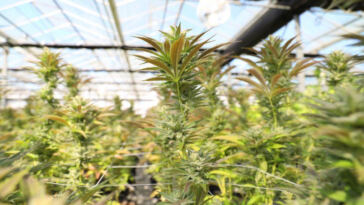 Cannabis: Cultivating Female Empowerment