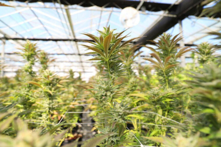 Cannabis: Cultivating Female Empowerment