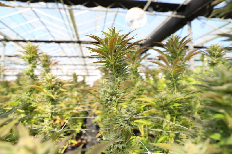 Cannabis: Cultivating Female Empowerment