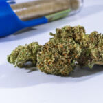 Pop Culture Potency: Marijuana Strains Inspired by Media Madness