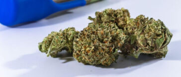 Pop Culture Potency: Marijuana Strains Inspired by Media Madness