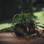 Slumber Savior: CBD’s Natural Aid for Insomnia