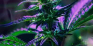 Green Growing: Innovative Water Recycling for Cannabis Cultivation